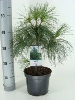 Treurden (Pinus Wallichiana) -Aanbiedingen Groene Hekken Winkel pinus wallichiana c3 m