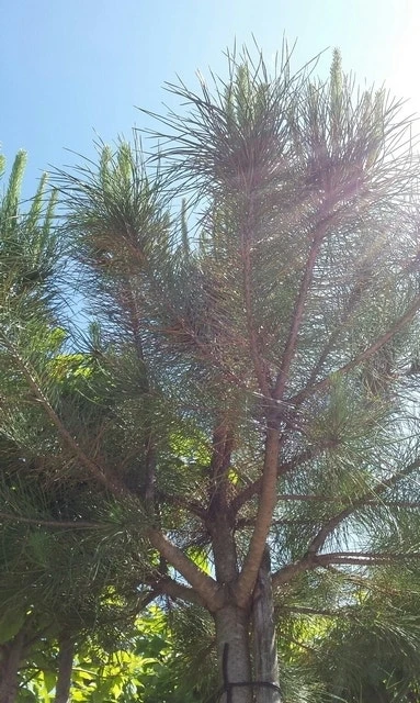 Parasolden (Pinus Pinea) 7 Parasolden (Pinus Pinea) - Afbeelding 5