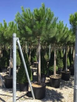 Parasolden (Pinus Pinea) 9 Parasolden (Pinus Pinea) -Aanbiedingen Groene Hekken Winkel pinuspinea18 20cm01