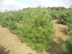 Grove Den, Solitair (Pinus Sylvestris) 21 Grove Den, Solitair (Pinus Sylvestris) -Aanbiedingen Groene Hekken Winkel pinussylv 125 150 13 9 2014