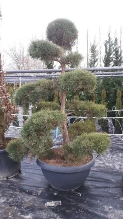Grove Den Als Bonsai (Pinus Sylvestris) 9 Grove Den Als Bonsai (Pinus Sylvestris) -Aanbiedingen Groene Hekken Winkel pinussylvestrisbonsai01 2