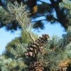 Bergden (Pinus Strobus 'Radiata') -Aanbiedingen Groene Hekken Winkel pisradia 5