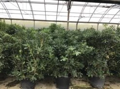 Australische Laurier (Pittosporum Tobira) -Aanbiedingen Groene Hekken Winkel pittosporum