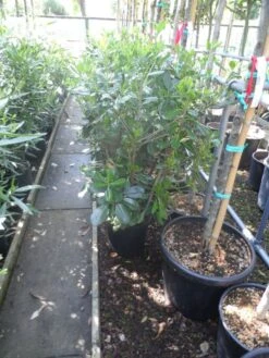 Australische Laurier (Pittosporum Tobira) -Aanbiedingen Groene Hekken Winkel pittosporum tobira c10