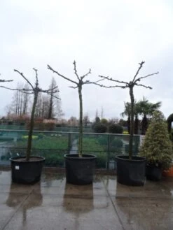 Dakplataan (Platanus Hispanica ) -Aanbiedingen Groene Hekken Winkel platanus acerifolia 25 30 35 dakvorm 1