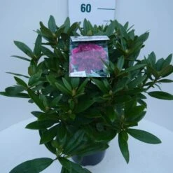 Rhododendron (Rhododendron 'Polarnacht') -Aanbiedingen Groene Hekken Winkel polarnacht c5 zij