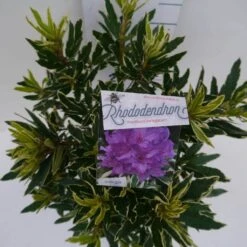 Bosrhododendron (Rhododendron Ponticum 'Variegatum') -Aanbiedingen Groene Hekken Winkel pont variegatum c5 boven 1