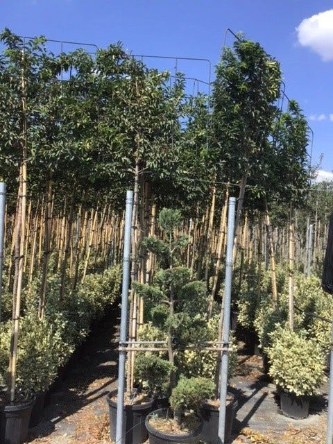 Portugese Laurier Als Leiboom (Prunus Lusitanica) 4 Portugese Laurier Als Leiboom (Prunus Lusitanica) - Afbeelding 2