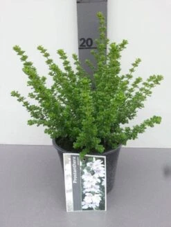 Prostanthera (Prostanthera Cuneata) -Aanbiedingen Groene Hekken Winkel prostanthera cuneata