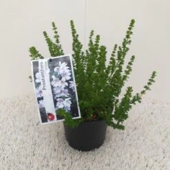 Prostanthera (Prostanthera Cuneata) -Aanbiedingen Groene Hekken Winkel prostanthera cuneata 1