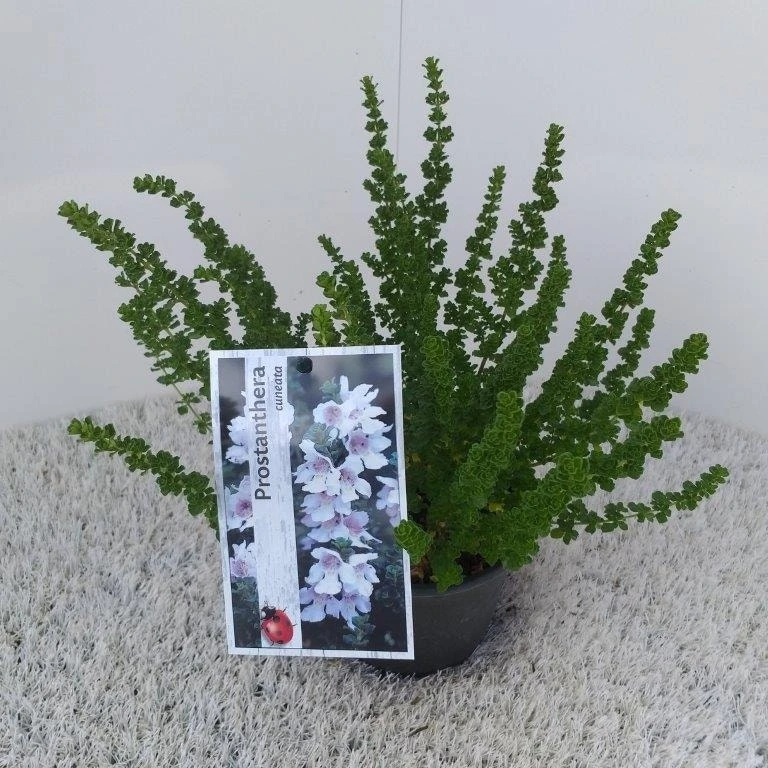 Prostanthera (Prostanthera Cuneata) 8 Prostanthera (Prostanthera Cuneata) - Afbeelding 6