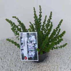 Prostanthera (Prostanthera Cuneata) -Aanbiedingen Groene Hekken Winkel prostanthera cuneata 1