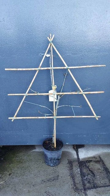 Lei-Pruim (Prunus Domestica 'Reine Claude' D'Oullins') 4 Lei-Pruim (Prunus Domestica 'Reine Claude' D'Oullins') - Afbeelding 2