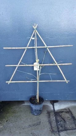 Lei-Pruim (Prunus Domestica 'Mirabelle De Nancy') 7 Lei-Pruim (Prunus Domestica 'Mirabelle De Nancy') -Aanbiedingen Groene Hekken Winkel pruim lei 1 8