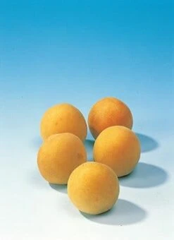 Pruimenboom (Prunus Domestica 'Mirabelle De Nancy') 7 Pruimenboom (Prunus Domestica 'Mirabelle De Nancy') -Aanbiedingen Groene Hekken Winkel pruim mirabelle de nancy 1