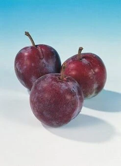 Pruimenboom (Prunus Domestica 'Opal') -Aanbiedingen Groene Hekken Winkel pruim opal 1