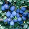 Lei-Pruim (Prunus Domestica 'Damson') -Aanbiedingen Groene Hekken Winkel prunud damson 1
