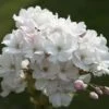 Japanse Sierkers Als Struik (Prunus Serrulata 'Amanogawa') -Aanbiedingen Groene Hekken Winkel prunus amanogawa zuilsierkersv01 2