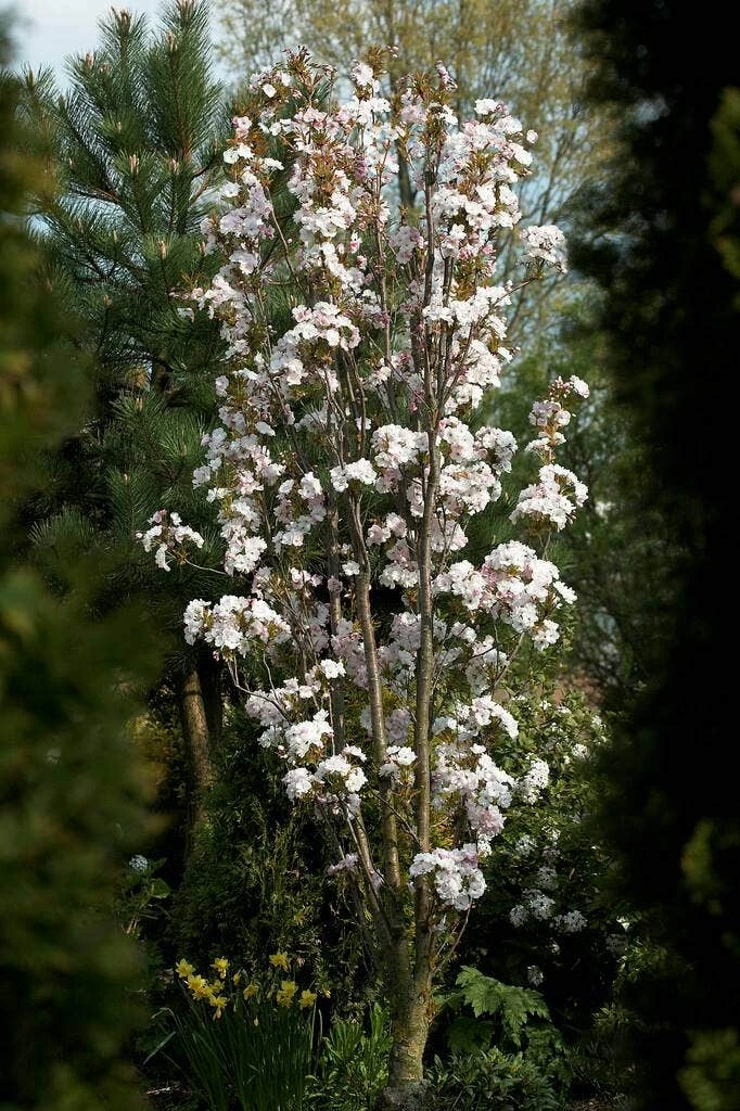 Japanse Sierkers Als Zuilboom (Prunus Serrulata 'Amanogawa') 4 Japanse Sierkers Als Zuilboom (Prunus Serrulata 'Amanogawa') - Afbeelding 2
