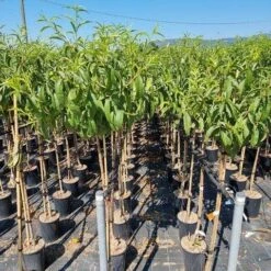 Perzik Als Halfstam (Prunus Persica 'Fayette') -Aanbiedingen Groene Hekken Winkel prunus armeniaca antonio errani 1 1 1