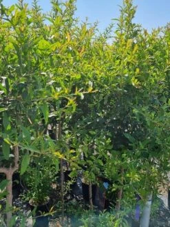 Abrikoos Als Halfstam (Prunus Armeniaca 'Antonio Errani') -Aanbiedingen Groene Hekken Winkel prunus armeniaca antonio errani 2 1