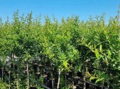 Abrikoos Als Halfstam (Prunus Armeniaca 'Antonio Errani') 8 Abrikoos Als Halfstam (Prunus Armeniaca 'Antonio Errani') -Aanbiedingen Groene Hekken Winkel prunus armeniaca antonio errani 3 1 1