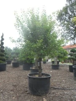 Abrikozenboom (Prunus Armeniaca) -Aanbiedingen Groene Hekken Winkel prunus armeniaca halfstam c750 1