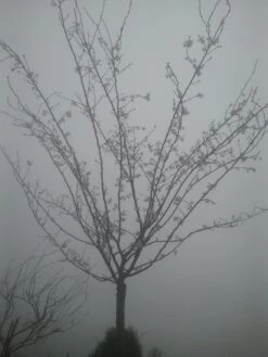 Japanse Sierkers (Prunus Subhirtella 'Autumnalis') -Aanbiedingen Groene Hekken Winkel prunus autumnalis