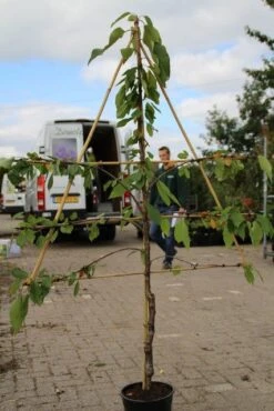 Lei-kers (Prunus Avium 'Hedelfinger Riesenkirsche') -Aanbiedingen Groene Hekken Winkel prunus avium hedelfinger riesenkirschen 2
