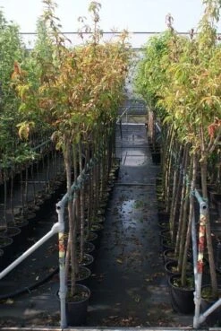 Kersenboom (Prunus Avium 'Viola') -Aanbiedingen Groene Hekken Winkel prunus avium stam