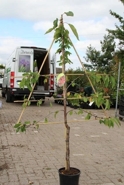 Kersenboom (Prunus Avium 'Stella') 4 Kersenboom (Prunus Avium 'Stella') - Afbeelding 2