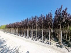 Rode Kerspruim Als Boom (Prunus Cerasifera 'Nigra') -Aanbiedingen Groene Hekken Winkel prunus cer. nigra