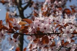 Rode Kerspruim Als Boom (Prunus Cerasifera 'Nigra') -Aanbiedingen Groene Hekken Winkel prunus cerasifera nigra01