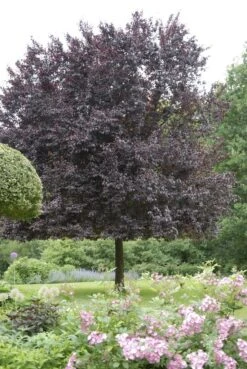 Rode Kerspruim Als Leiboom (Prunus Cerasifera 'Nigra' ) -Aanbiedingen Groene Hekken Winkel prunus cerasifera nigra 1