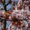 Rode Kerspruim Als Boom (Prunus Cistena) -Aanbiedingen Groene Hekken Winkel prunus cestina