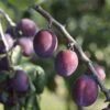 Pruimenboom (Prunus Domestica 'Reine Claude D'Althan') -Aanbiedingen Groene Hekken Winkel prunus domestica reine claude d althan 1