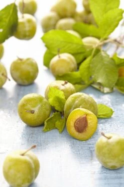 Pruimenboom (Prunus Domestica 'Reine Claude Verte')