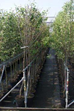 Pruimenboom (Prunus Domestica 'Damson') -Aanbiedingen Groene Hekken Winkel prunus domestica stam