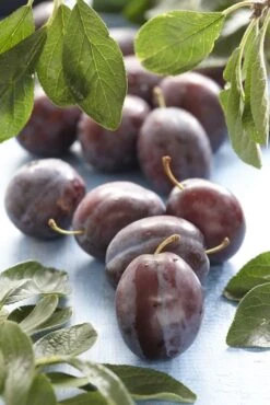 Lei-Pruim (Prunus Domestica 'Voyageur')