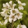 Sierkers (Prunus Incisa 'Kojou-no-mai') -Aanbiedingen Groene Hekken Winkel prunus incisa kojou no mai 1 1