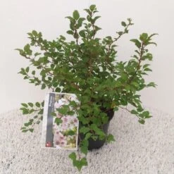 Sierkers (Prunus Incisa 'Kojou-no-mai') -Aanbiedingen Groene Hekken Winkel prunus incisa kojou no mai