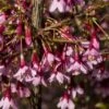 Japanse Sierkers (Prunus Incisa 'Paean') -Aanbiedingen Groene Hekken Winkel prunus incisa paean 1 1