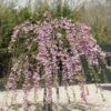 Japanse Treursierkers (Prunus Serrulata 'Kiku-shidare') -Aanbiedingen Groene Hekken Winkel prunus kiku shidare zakura