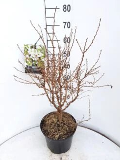 Sierkers (Prunus Incisa 'Kojou-no-mai') -Aanbiedingen Groene Hekken Winkel prunus kojou no mai 60 70 cm c10 v01