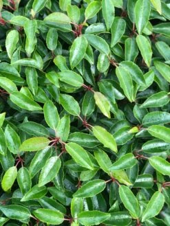 Portugese Laurier Als Grote Bolvorm (Prunus Lusitanica 'Angustifolia') -Aanbiedingen Groene Hekken Winkel prunus l. angustifolia blad 2