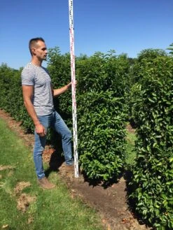 Nieuwe uitgaven -Aanbiedingen Groene Hekken Winkel prunus l ang 150175 1