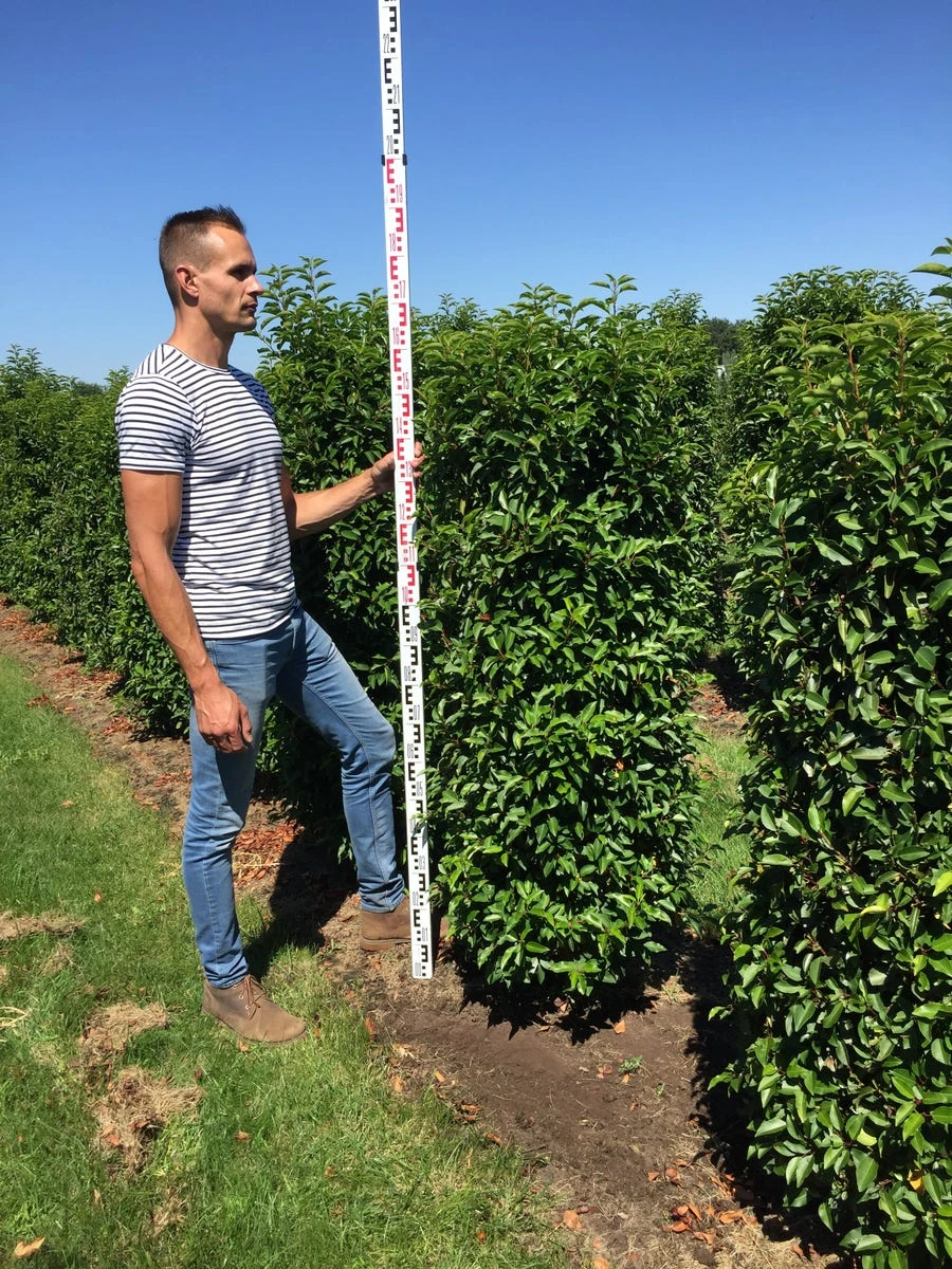 Grote Portugese Laurier (Prunus Lusitanica 'Angustifolia') 4 Grote Portugese Laurier (Prunus Lusitanica 'Angustifolia') - Afbeelding 2