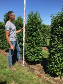 Grote Portugese Laurier (Prunus Lusitanica 'Angustifolia') 13 Grote Portugese Laurier (Prunus Lusitanica 'Angustifolia') -Aanbiedingen Groene Hekken Winkel prunus l ang 175200 2