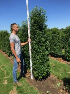 Grote Portugese Laurier (Prunus Lusitanica 'Angustifolia') -Aanbiedingen Groene Hekken Winkel prunus l ang 200250