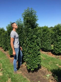 Grote Portugese Laurier (Prunus Lusitanica 'Angustifolia') -Aanbiedingen Groene Hekken Winkel prunus l ang 200250 2